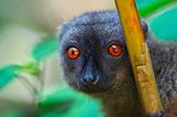 Wild brown lemur, Madagascar