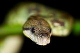 Wild boa, Madagascar