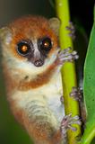 Wild mouse lemur, Madagascar 2