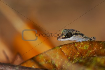 Wild gecko, Madagascar