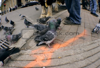 Pigeon in city