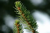 Pine Branch Closeup