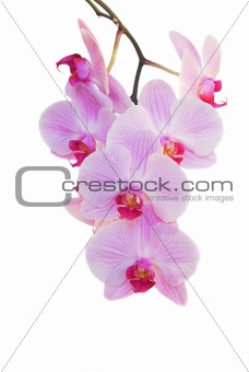 orchid