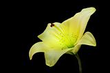 yellow lily 
