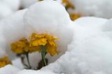 Marigold under the snow 1