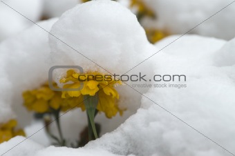 Marigold under the snow 1