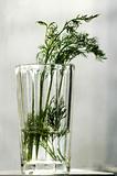 parsley in glass