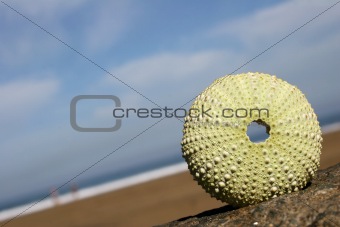 Seashore Urchin