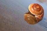 Seaside Snail