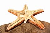 Starfish and Sand
