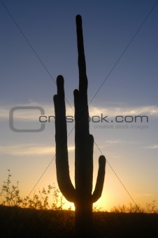saguaro cactus