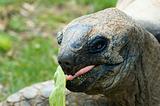 eating giant tortois
