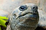 cocky giant tortois