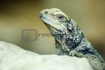 Closeup of Lizard