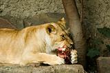 Eating Lioness