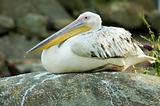 resting pelican