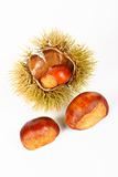 Two chestnuts and open spiny curl
