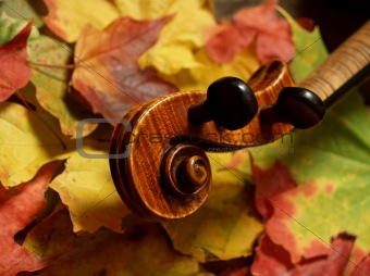 Maple to Maple-- Violin Scroll and Neck on Autumn Leaves