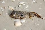 Poisonous puffer fish