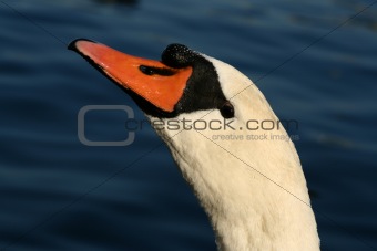 Swan head