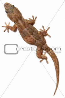 Gecko on White
