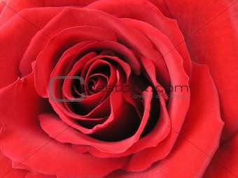 Rose Close-up