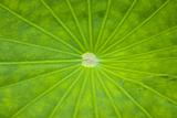 Close-up of a Lotus leaf