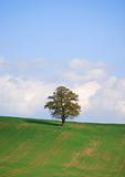 blue sky,green field,single tree