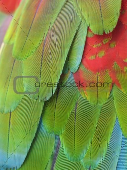 parrot feather close-up