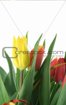 tulips on white