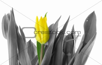 lonely tulip