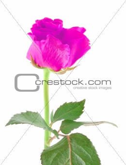 purple rose on white
