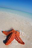 Beached Starfish