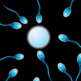 sperm n egg