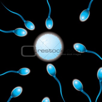 sperm n egg