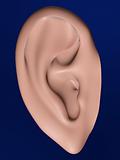 ear of human