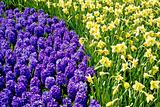 Hyacinths and Daffodils Togeth