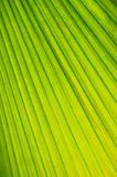 Palm tree leaf background