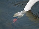 Swan underwater