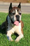 Boxer Dog On A Grass