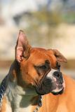 Boxer Puppy Portrait