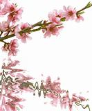 peach branch with flowers over white