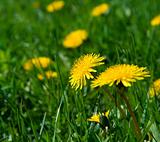 Yellow dandelions in green grass