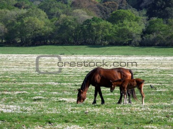 Horses on the field