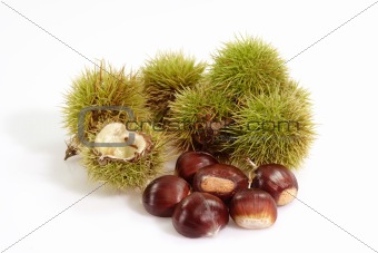 Ripe Sweet Chestnuts