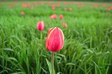Close-up of a red tulip on green field