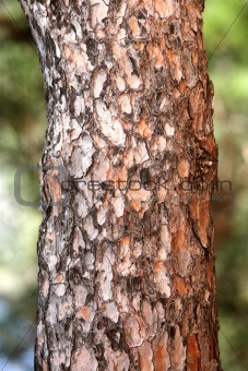 Trunk of a pine