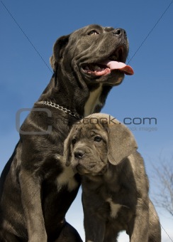 italian mastiff mother and puppy