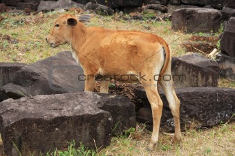 Kambodian calf