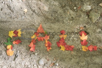 FALL Leaves